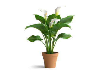 Elegant Calla Lily Plant in Pot on Transparent Background