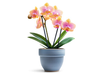 Wall Mural - Orchid plant in a pot on transparent background