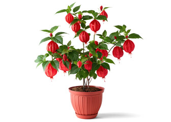 Wall Mural - Abutilon in a Pot with Red Flowers on Transparent Background