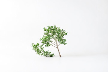 Wall Mural - Green Branch with White Background