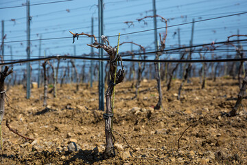 Canvas Print - Old vineyard