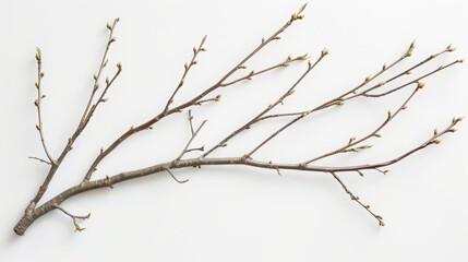Wall Mural - branches with leaves on a white background.