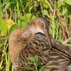 Wall Mural - Juvenile King Rail Florida Wildlife