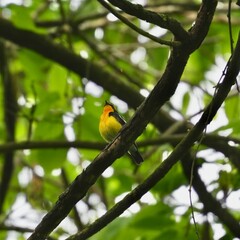 Wall Mural - narcissus flycatcher in a forest