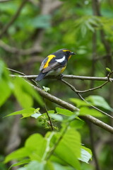 Wall Mural - narcissus flycatcher in a forest