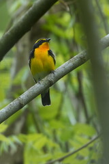 Canvas Print - narcissus flycatcher in a forest