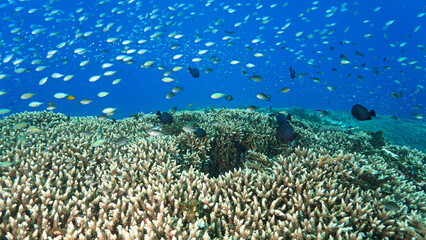 Wall Mural - Underwater photo of a colorful coral reef off the coast of the island Bali in Indonesia.