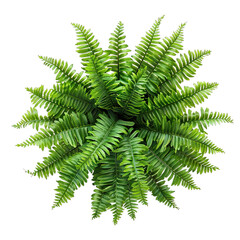 Wall Mural - Pot of Boston Fern isolated on white background, top view