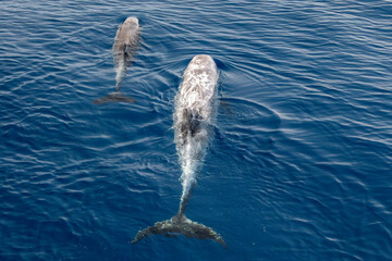 Wall Mural - Risso dolphin mother and calf close up portrait on blue sea surface