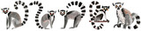 cute lemur animal illustration set