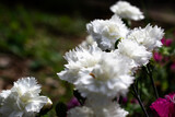 Dianthus Blooming Flowers in a Spring Garden