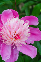 Wall Mural - Detailed view of a pink peony flower surrounded by vibrant green leaves