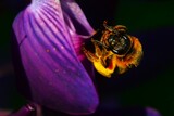 Fototapeta Dmuchawce - golden bee