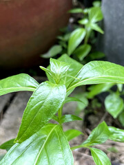 Sticker - Andrographis paniculata leaf in nature garden