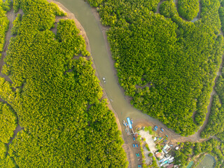 Wall Mural - Amazing abundant mangrove forest, Aerial view of forest trees Rainforest ecosystem and healthy environment background, Texture of green trees forest top down, High angle view