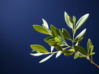 Wall Mural - branch of a olive tree with leaves isolated on white 