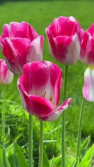 Wall Mural - Tulip flowers in a garden