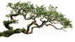 © WITTAYA  ANGMUJCHA - The Hokkien tea tree is decorated with a dragon shape on a white background