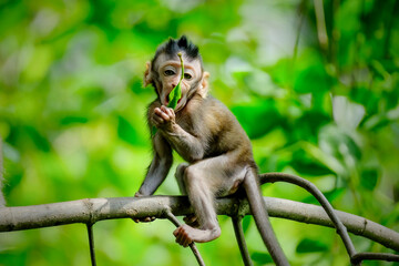 Wall Mural - baby long tailed macaque