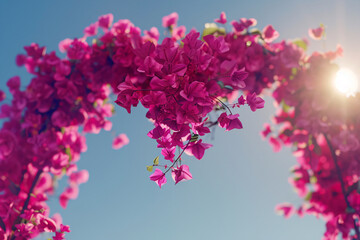 Wall Mural - Pink cherry blossoms bloom on a tree branch, a beautiful symbol of spring