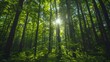 © horizon - Green forest with tall trees and sunlight shining through the leaves, symbolizing nature's beauty and hope for sustainable development.