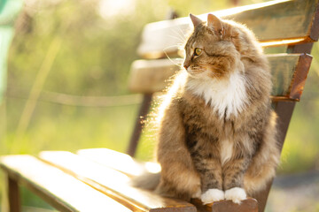 Wall Mural - beautiful cat walking in rural yard, sitting on wooden bench, cat summer portrait