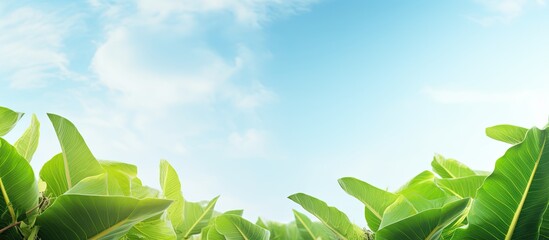 Wall Mural - The tops of young banana leaves that poop straight up into the sky. Creative banner. Copyspace image