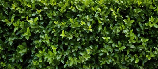 Wall Mural - wild privet common privet or european privet ligustrum vulgare. creative banner. copyspace image