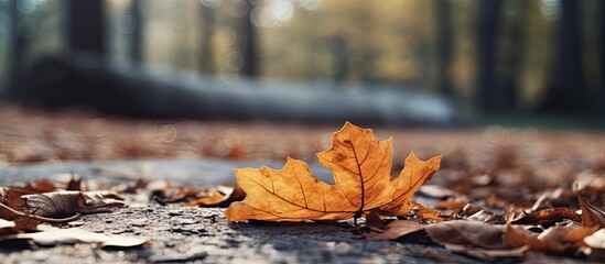 Aufkleber - A leaf that is on the ground. Creative banner. Copyspace image