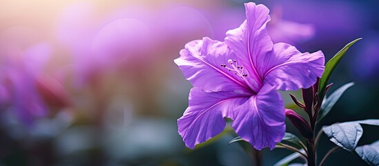 Aufkleber - The pretty purple kencana flower Ruellia tuberosa is blooming in the garden. Creative banner. Copyspace image