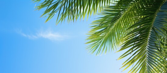 View of beautiful clear sky and green palm leaves Low angle view tropical forest of palm trees on blue sky background. Creative banner. Copyspace image