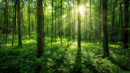 a lush green forest with sunlight filtering through the trees, ideal for nature-themed backgrounds