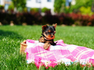 Yorkshire Terrier Puppy Sitting in a white wicker basket on Green Grass. Fluffy, cute dog Looks at the Camera. Domestic pets