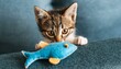 © benidama - 上目づかいで遊んで欲しいアピールする子猫