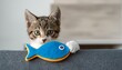 © benidama - おもちゃを持ってきて遊んで欲しいアピールをする猫