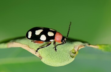 Wall Mural - Eight-spotted flea beetle Omophoita cyanipennis insect on leaf nature pest control agriculture.