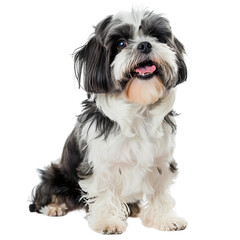 Shih Tzu dog isolated on transparent background