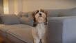 © Krakenimages.com - A biewer terrier puppy standing indoors in a cozy home environment, exuding charm and comfort.