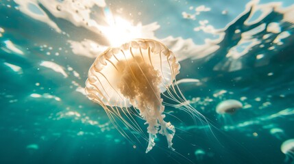 Wall Mural - A jellyfish drifting near the surface of the ocean, with the sunlight filtering through the water.