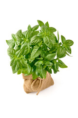 Wall Mural - Fresh green Basil pot, isolated on white background.