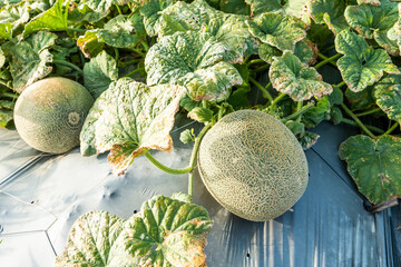 Wall Mural - Close-up of cantaloupes growing in farmland in Yunlin, Taiwan.