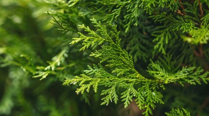 close up of thuja branches with a thuja branch backdrop
