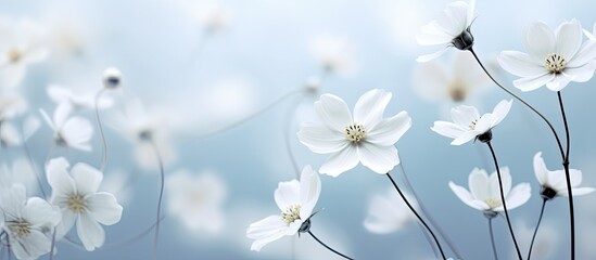 Poster - White flowers with a blurred background create a serene copy space image.