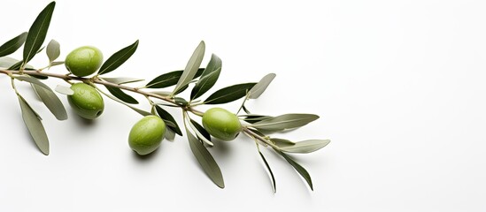 an olive branch featuring lush leaves, ripe fruit, and set against a white background with copy spac