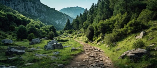 Wall Mural - Exploring a rugged mountain trail with rocky terrain, forested highland route, a popular walking path for tourists seeking exercise, with copy space image.