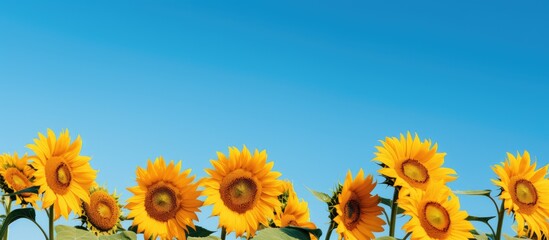 Poster - Sunflowers set against a clear blue sky, providing a scenic copy space image.