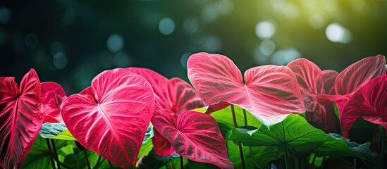 Aufkleber - Gorgeous caladium plant with vibrant green leaves in a garden setting with copy space image.