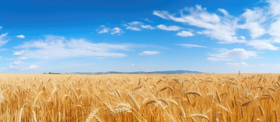 Golden barley fields with a vast expanse of copy space image.