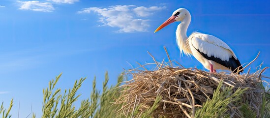 Aufkleber - A single stork perched in its nest against a clear blue sky in a serene setting with copy space image.
