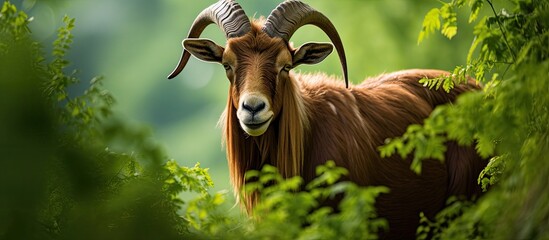 Image of a brown goat against a lush green backdrop with copy space image available.